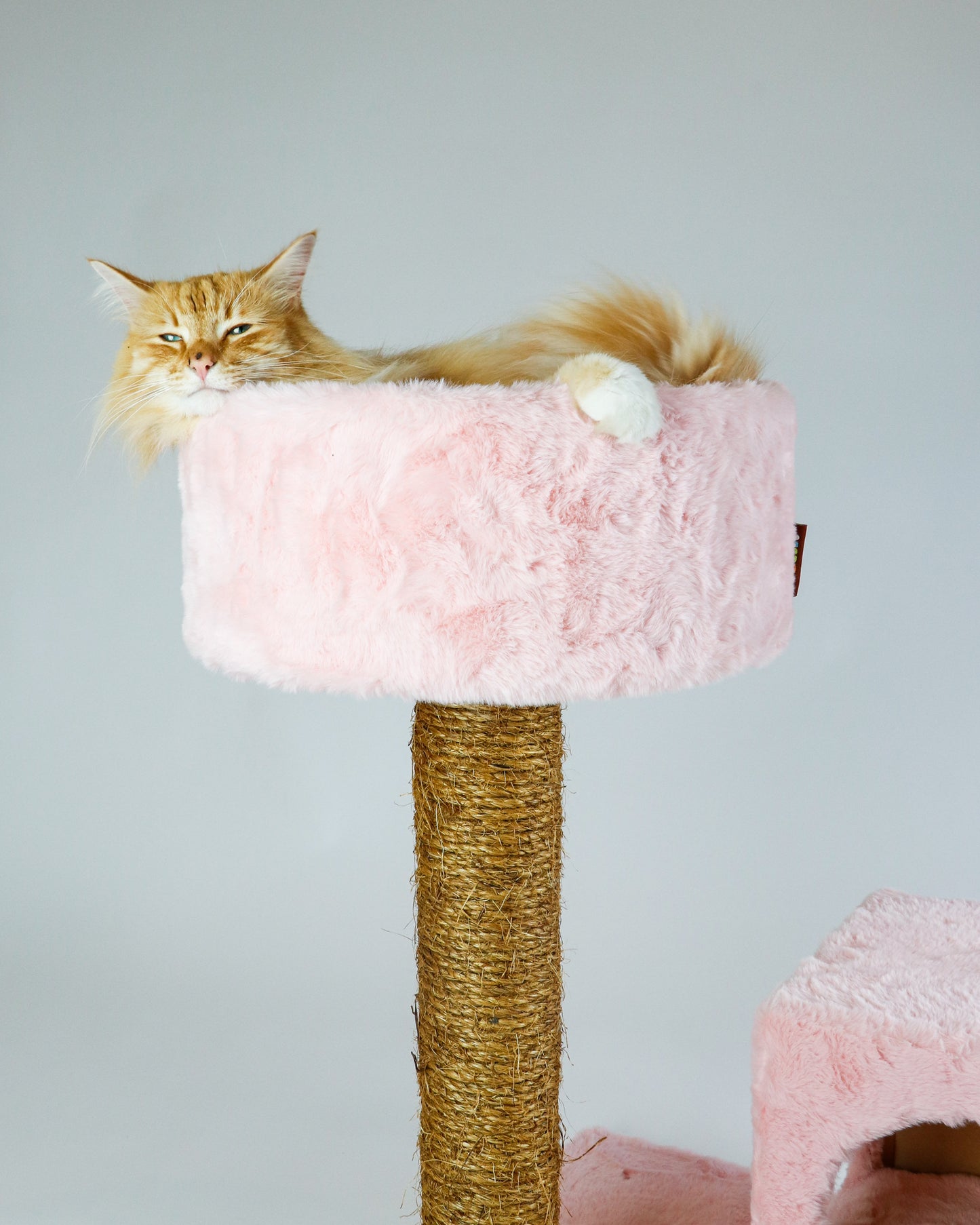 STARTER KIT - BUBBLE GUM